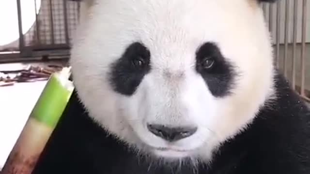 Panda eating bamboo