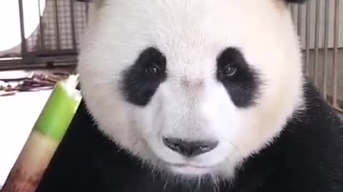 Panda eating bamboo