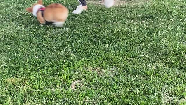 Corgi Pup Doesn’t Want To Go Home Yet