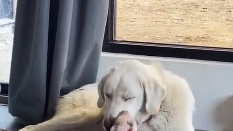 Cute Baby Pigs Playing with a Mother Dog (Piggy)