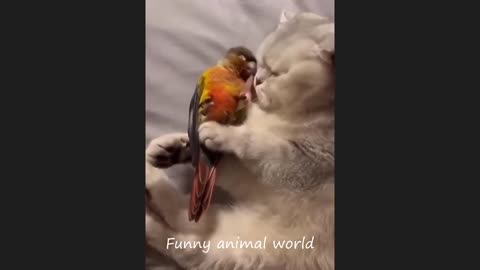 Funniest Animals 😂 New Funny Cats and Dogs Videos 😻🐶 Part 1