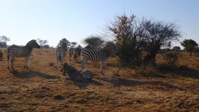 Zebra beauty, with its picturesque nature