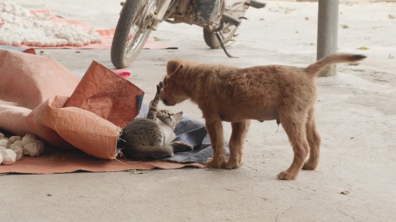 Kitten playing with puppy 😍😍😘