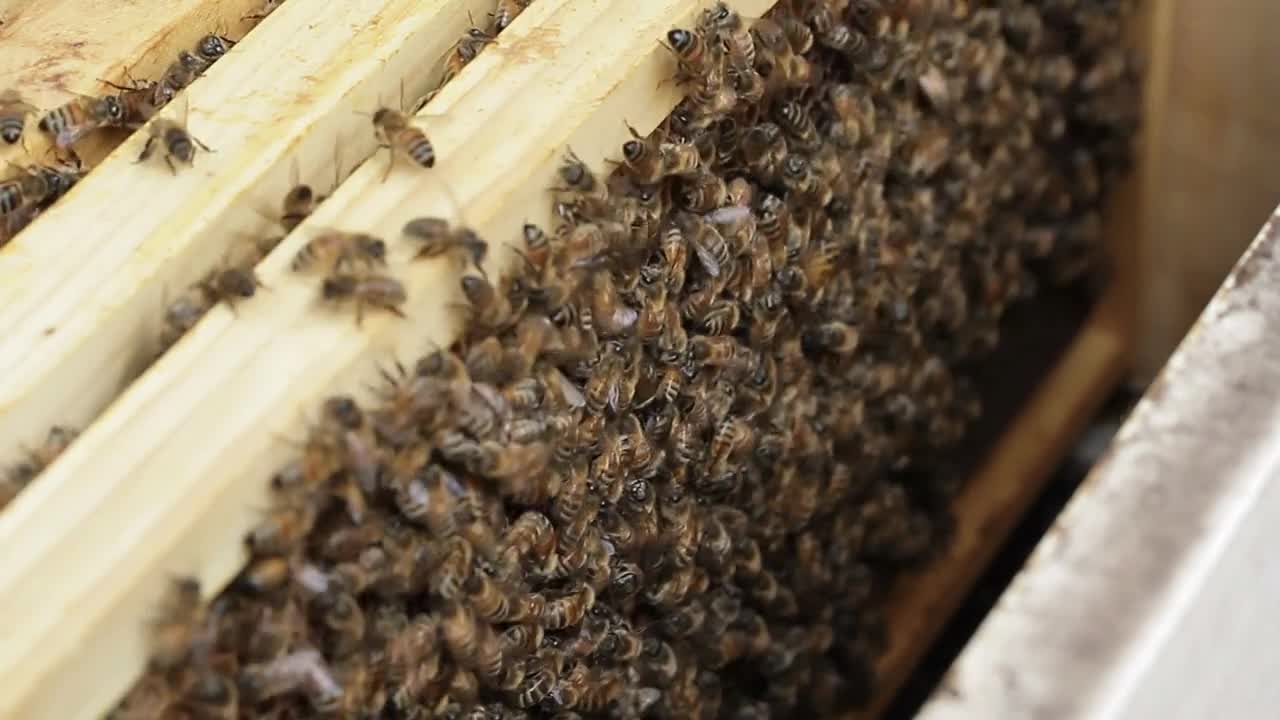 Honey bee macro footage of bee hive and honey production beekeeper