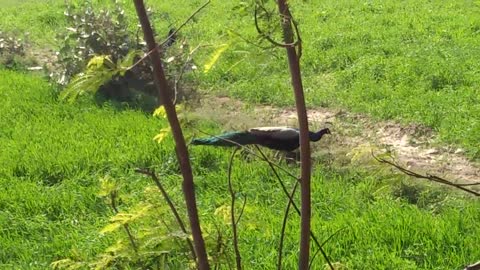 Peacock catch on Camera