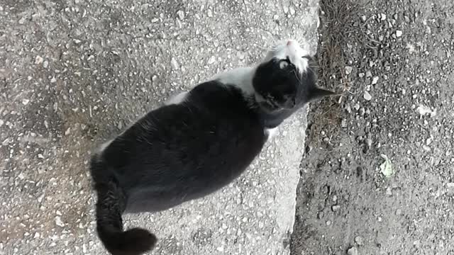Street cat is hugging my feet from the cold