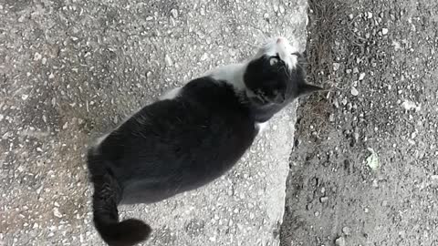 Street cat is hugging my feet from the cold