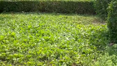 Round plants are beautiful