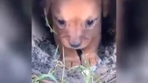 cute baby dog