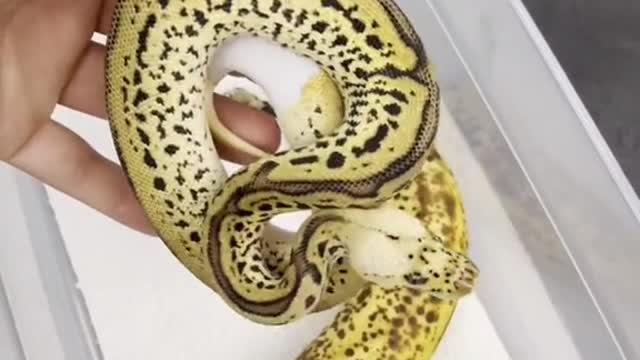 snake look like banana