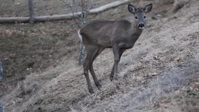 Little Deer Eats Raw Food In Nature Forest