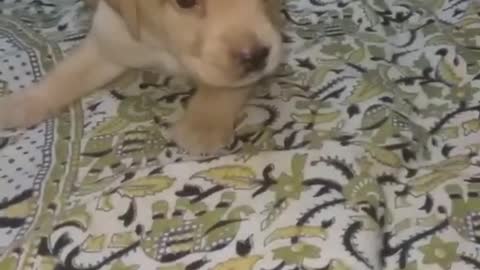 Dogo puoppy