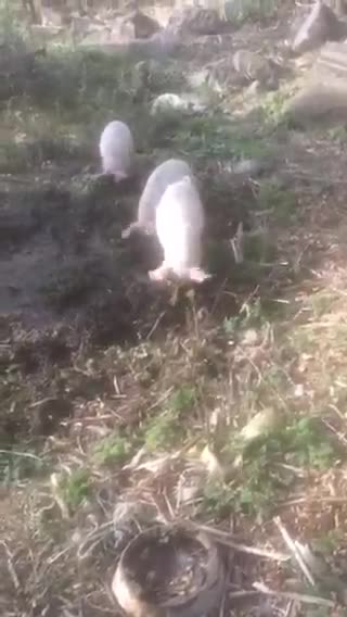Watch my pigs dig the ground