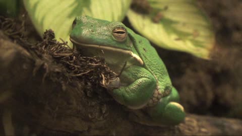 Green frog in the forest