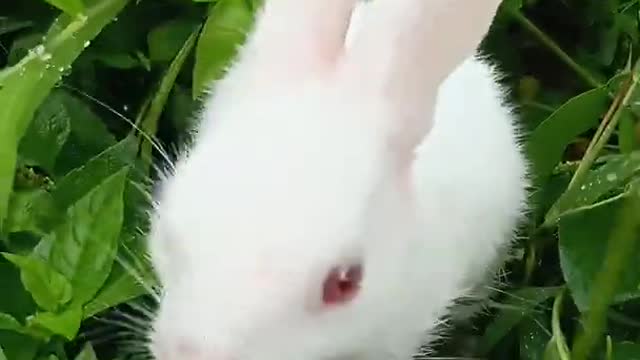 Bunny eating grass.