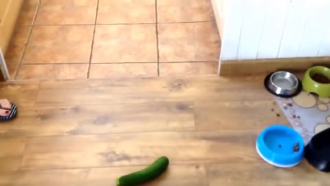 Cats vs Cucumber