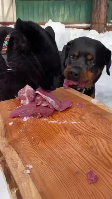 Kisa is clearly not greedy, and not hungry.