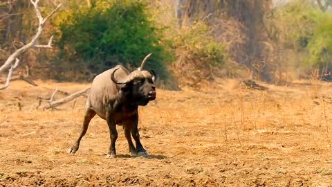 Lion fighting come