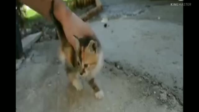 cat traning video