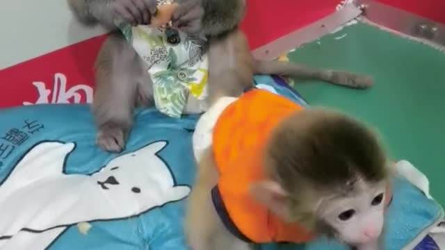 Two cute little monkeys playing