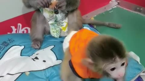 Two cute little monkeys playing