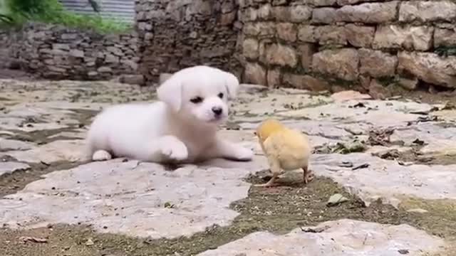 this video will make you happy