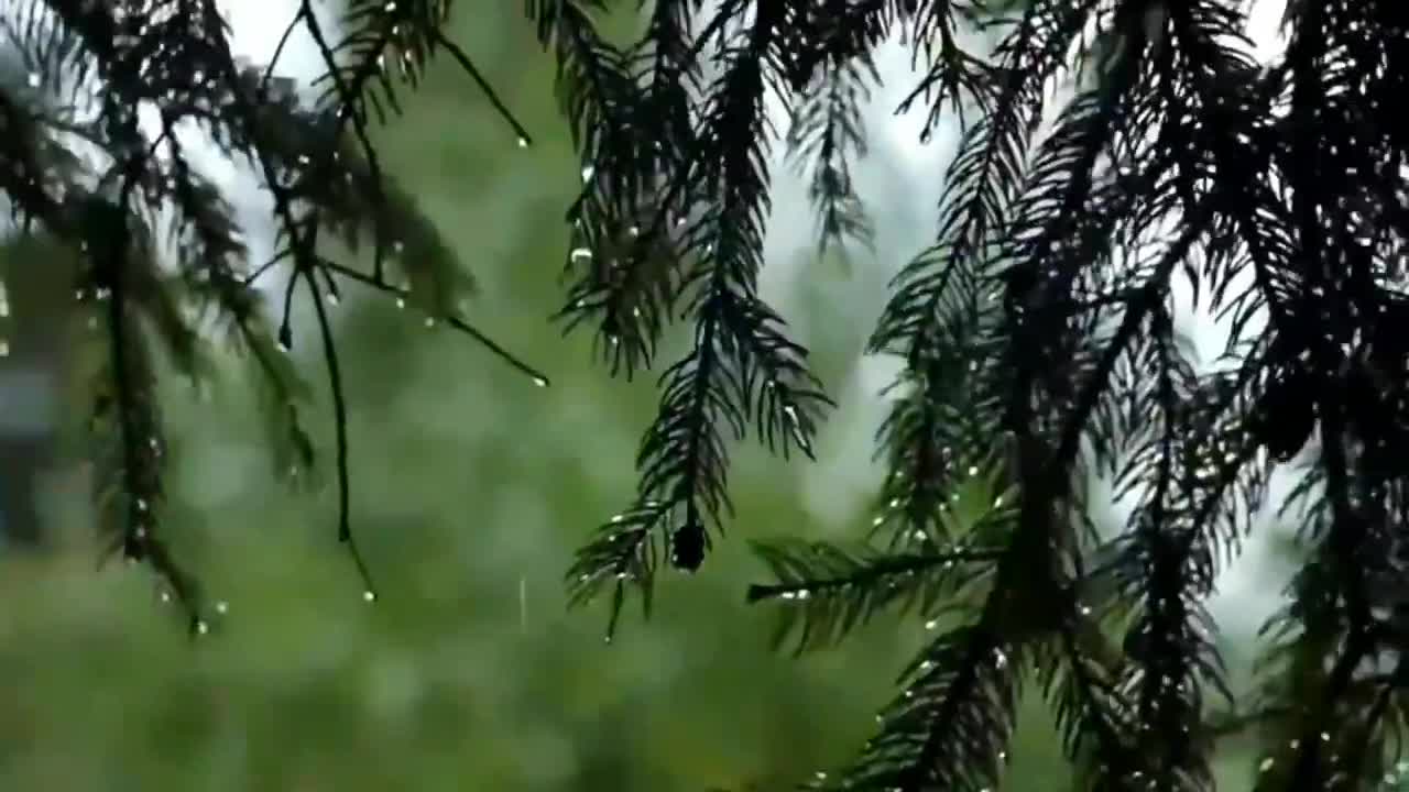 Relaxing Music With Rain & Birds Sound