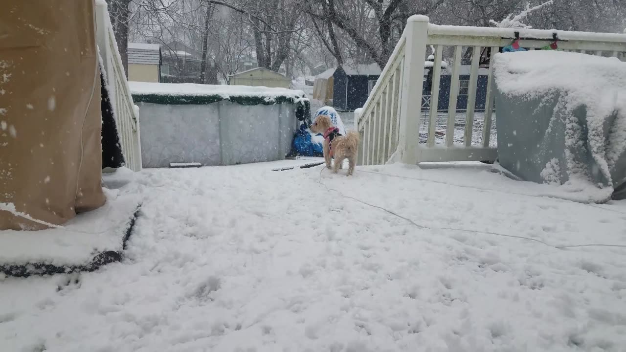 Chupi Playing in the Snow