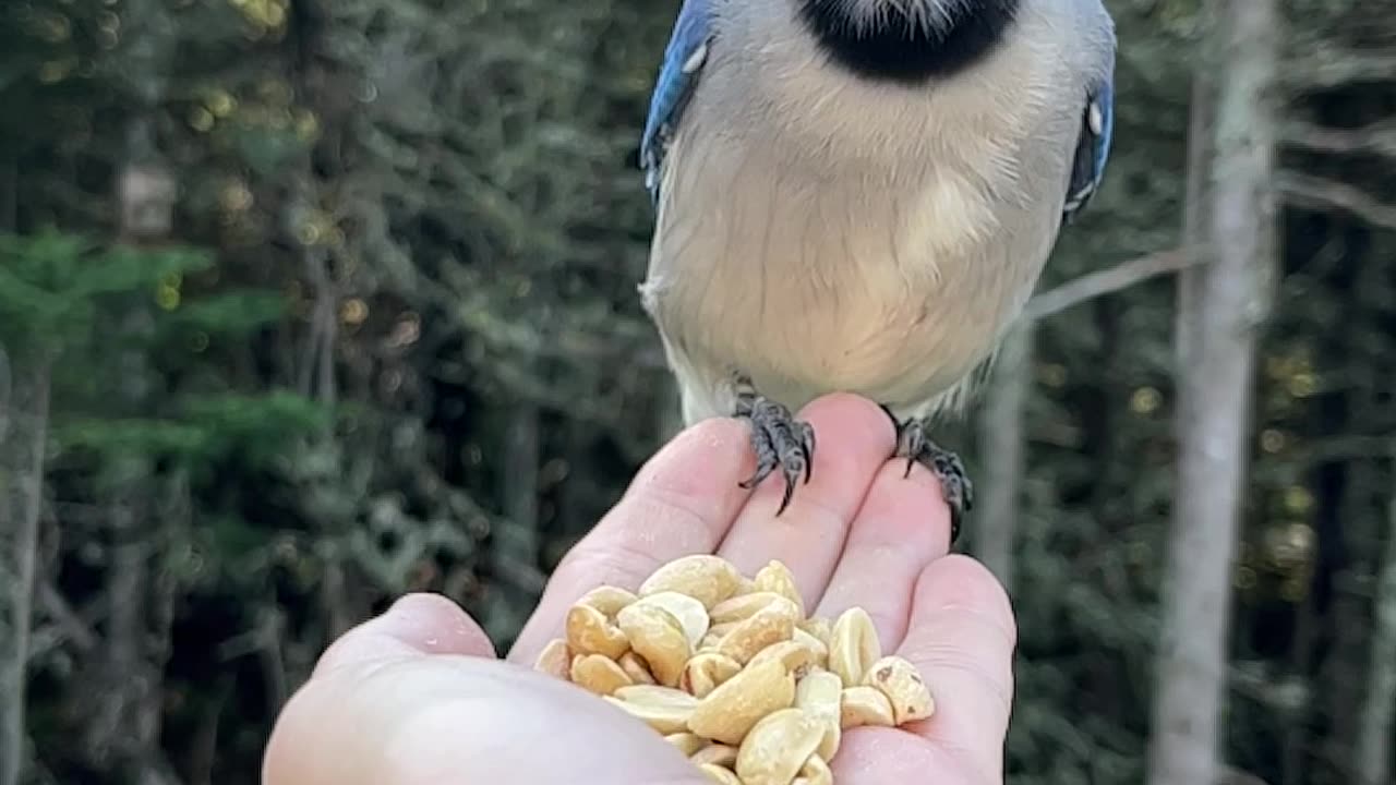 Woman Hand-Feeds Wild Blue Jay