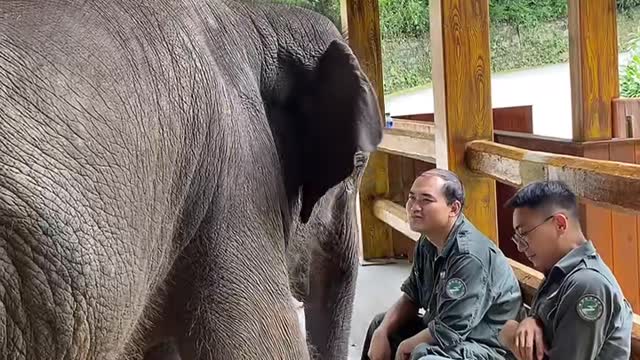 Elephant snatching food from the breeder