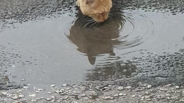 A cat drinks winter water