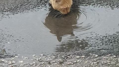 A cat drinks winter water