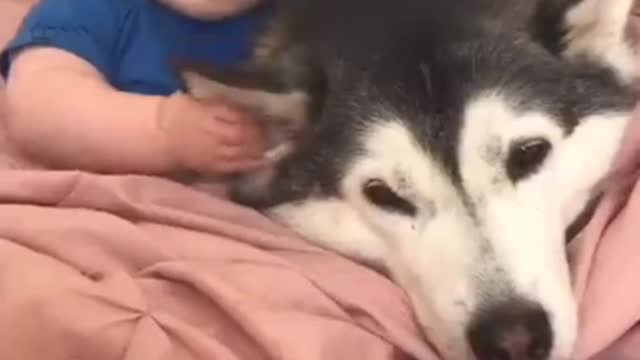 Rumble Beautiful Huskey DoG Vs Cute Baby Became Friend Forever