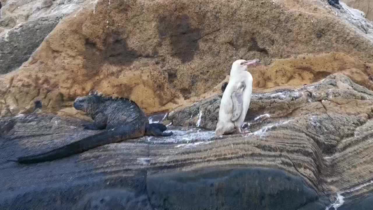 Avistan en Galápagos un pingüino con leucismo