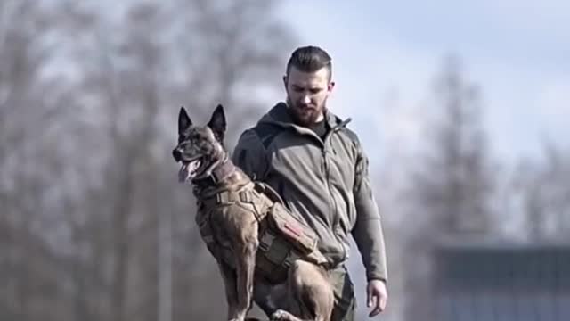 Dogs training buy now link in description order now