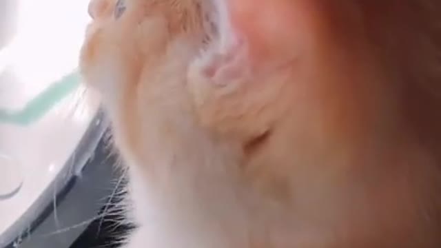 Cats are so funny !! FUNNY CAT VIDEOS TIK TOK #Shorts