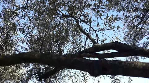 Olive trees and the olive harvest