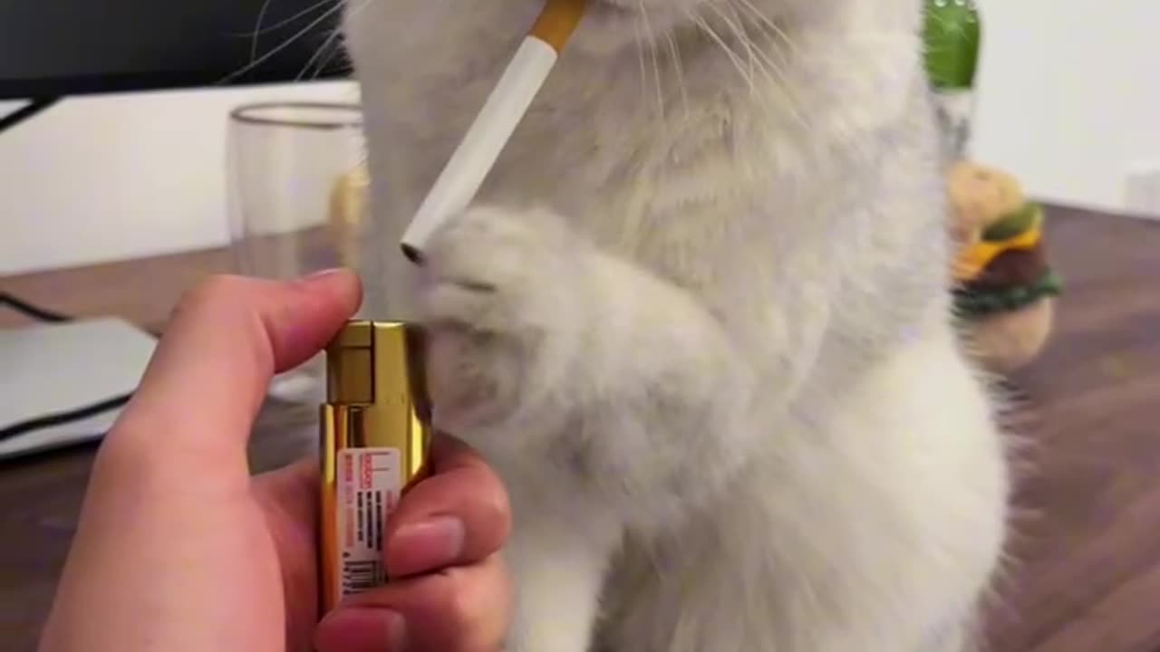 The cat smokes cigarettes