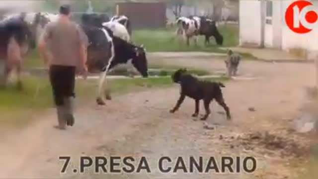 Top 10 most dangerous Dogs in the world