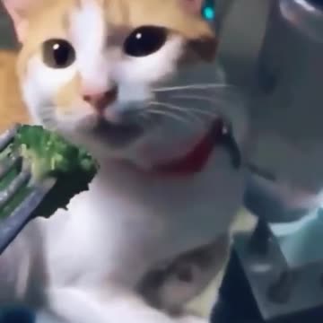 Cat hates Broccoli 😹😹😹 #shorts