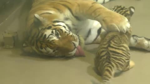 Tiger baby play with mom