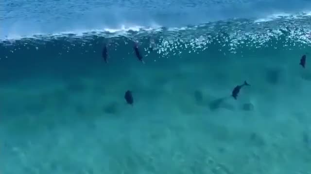 Dolphins Riding a Wave.