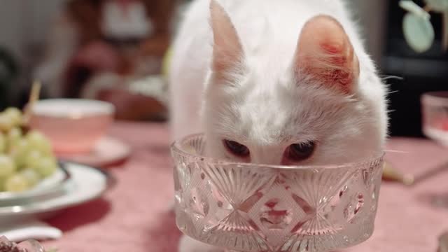 A Little cute Cat drinking from crystal clear Glass