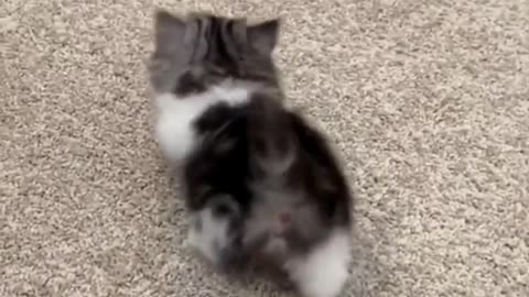 Funny cat video