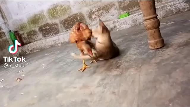 #Cat vs chicken 🐔