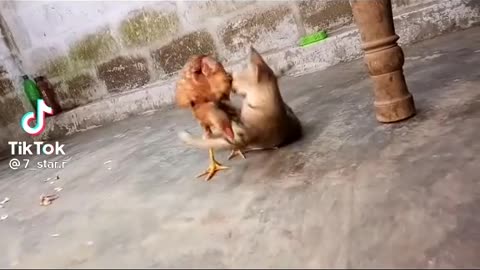 #Cat vs chicken 🐔