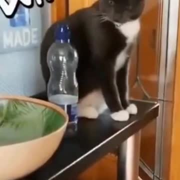 funniest 2021 comp puppy and kittens