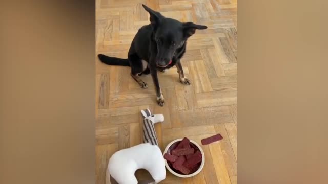 Dog cake compilation! 😂 funny dogs reaction #short