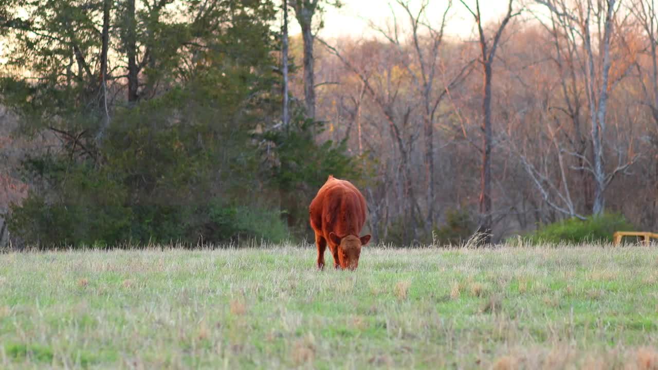 Cows In Field Eating Grass Soft Evening Light