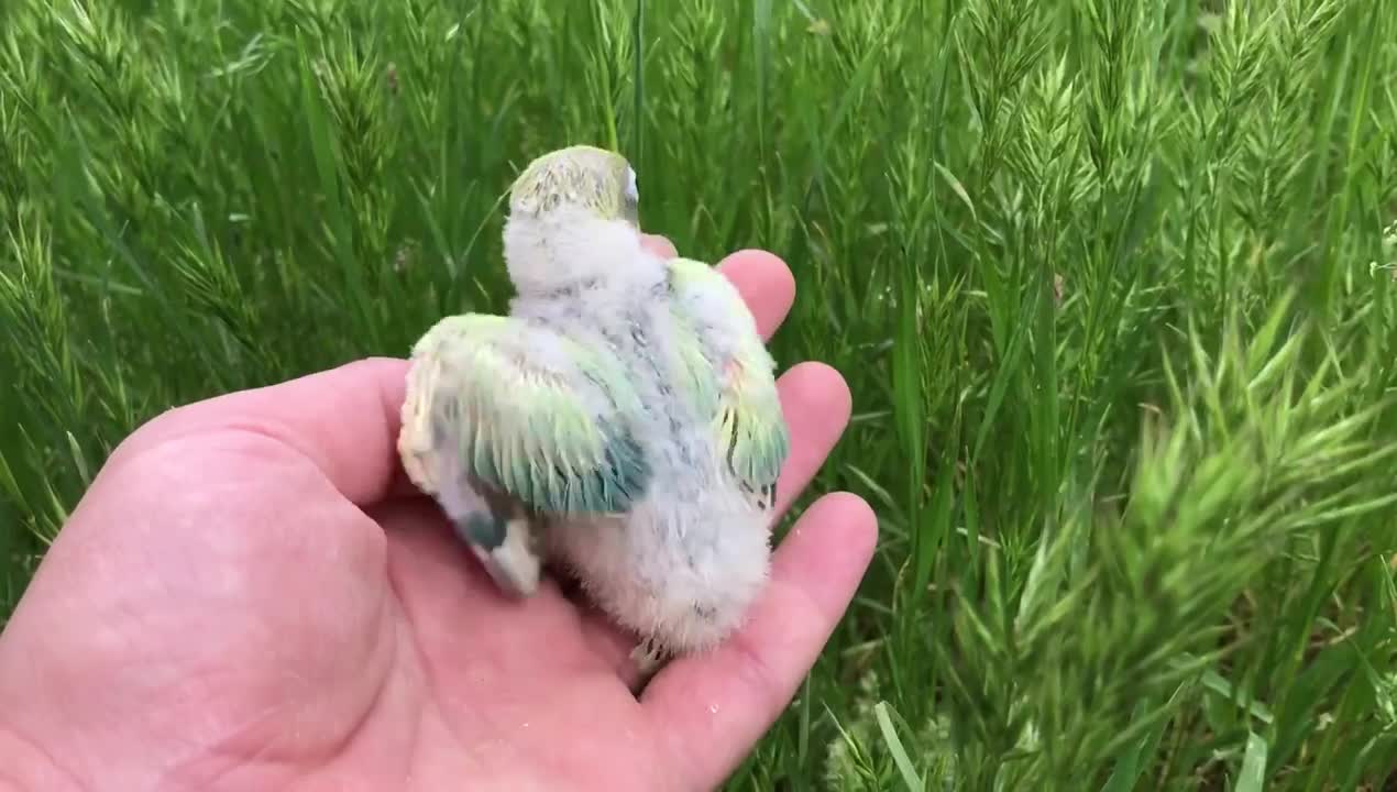 Sable pied Parblue | Fischer's Lovebird